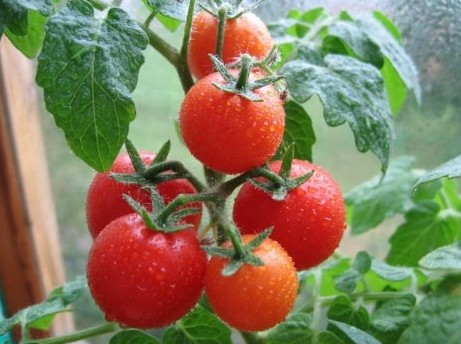 выращивание томатов различных сортов